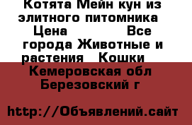 Котята Мейн-кун из элитного питомника › Цена ­ 20 000 - Все города Животные и растения » Кошки   . Кемеровская обл.,Березовский г.